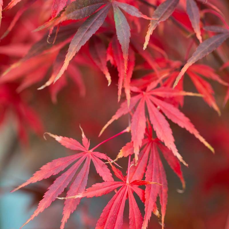 Maroon Suminagashi Plant Seeds for planting in home garden